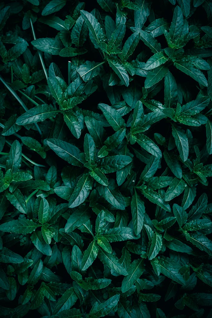 Closeup of dark green leaves creating a natural, textured background.
